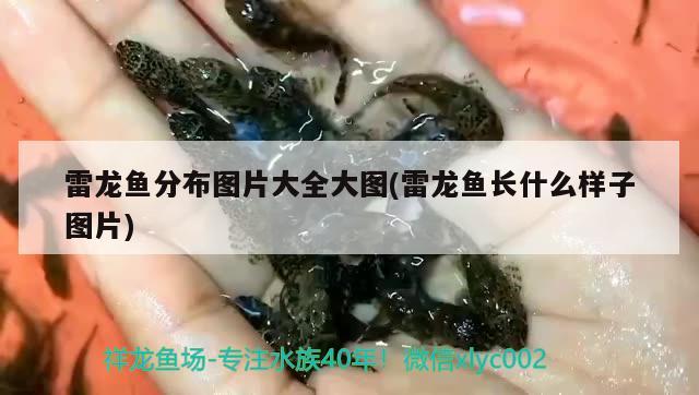 雷龍魚分布圖片大全大圖(雷龍魚長什么樣子圖片) 黃寬帶蝴蝶魚