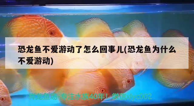 恐龍魚不愛游動了怎么回事兒(恐龍魚為什么不愛游動)