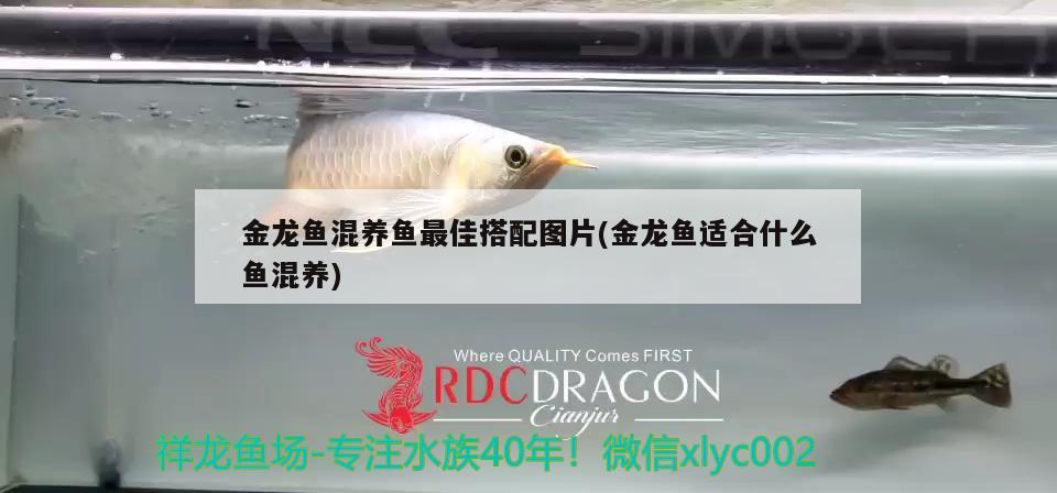 金龍魚混養(yǎng)魚最佳搭配圖片(金龍魚適合什么魚混養(yǎng))