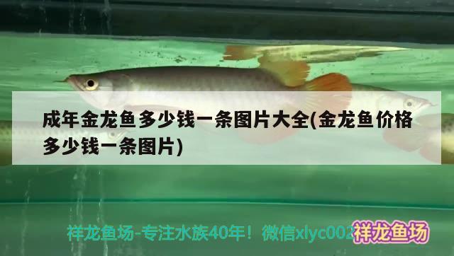 成年金龍魚多少錢一條圖片大全(金龍魚價格多少錢一條圖片) 魟魚百科