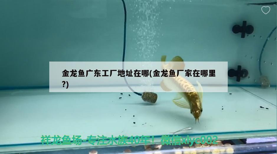 金龍魚廣東工廠地址在哪(金龍魚廠家在哪里?) 龍魚批發(fā)