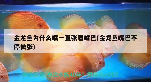 魚(yú)缸里的打氧泵氣泡小了怎么回事（魚(yú)缸氧泵出氣泡少怎么辦） 其他品牌魚(yú)缸 第1張