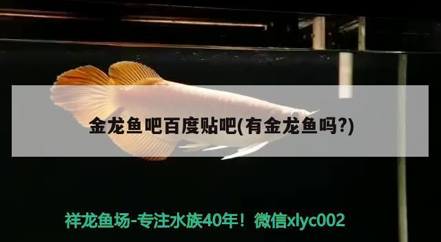 金龍魚吧百度貼吧(有金龍魚嗎?) 巴西亞魚