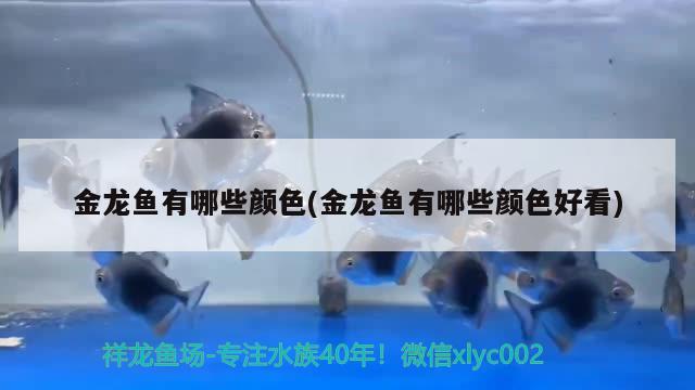 金龍魚有哪些顏色(金龍魚有哪些顏色好看) 銀龍魚百科