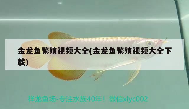 金龍魚繁殖視頻大全(金龍魚繁殖視頻大全下載) 銀河星鉆魚