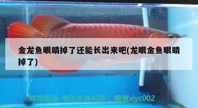 金龍魚眼睛掉了還能長(zhǎng)出來吧(龍眼金魚眼睛掉了) 南美異形觀賞魚