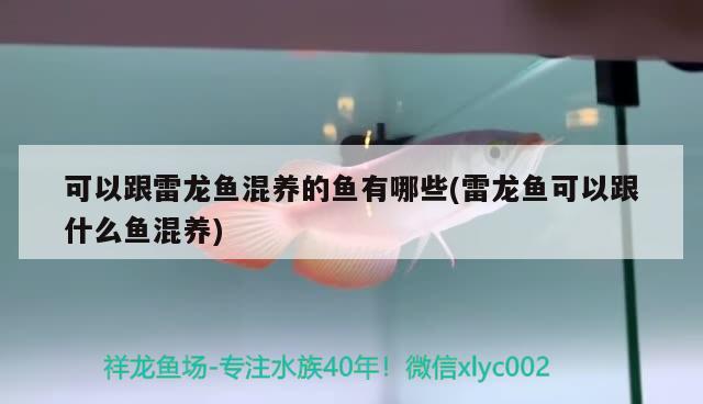 可以跟雷龍魚(yú)混養(yǎng)的魚(yú)有哪些(雷龍魚(yú)可以跟什么魚(yú)混養(yǎng)) iwish愛(ài)唯希品牌魚(yú)缸