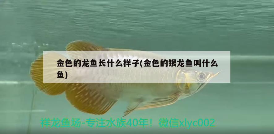 金色的龍魚(yú)長(zhǎng)什么樣子(金色的銀龍魚(yú)叫什么魚(yú)) 銀龍魚(yú)