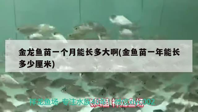 金龍魚苗一個月能長多大啊(金魚苗一年能長多少厘米) 黑帝王魟魚