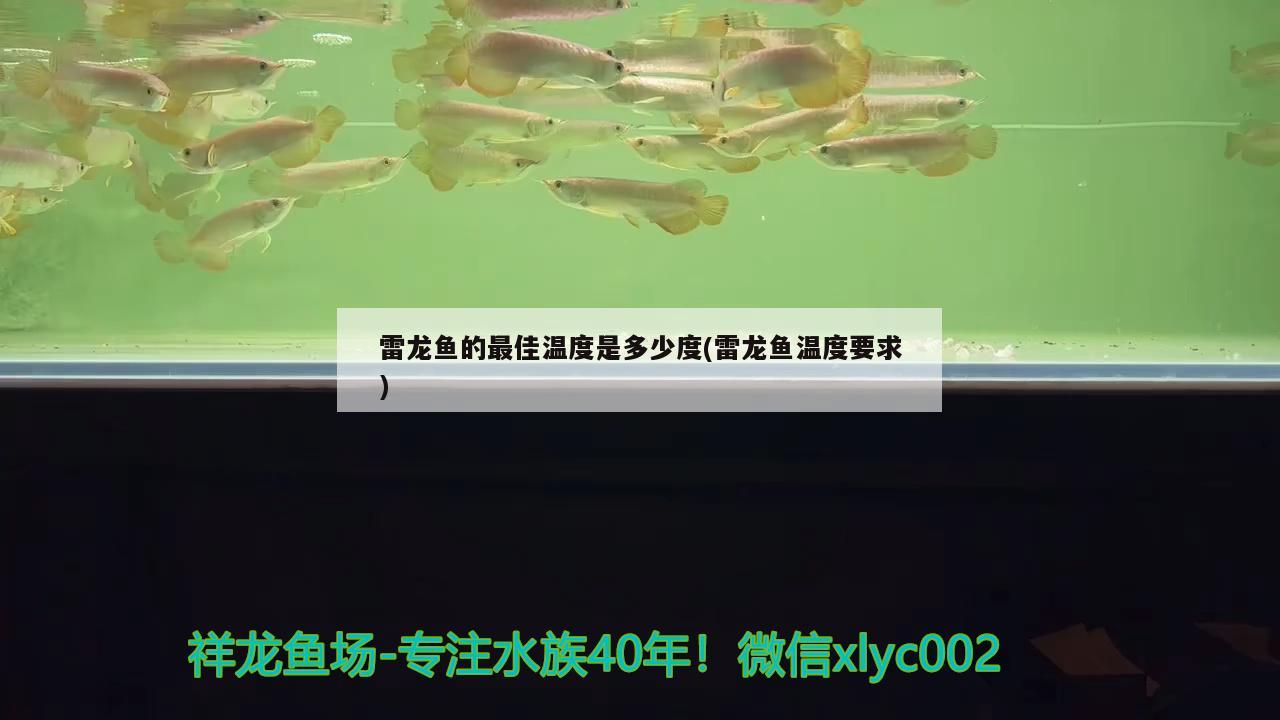 銀龍魚的飼養(yǎng)條件有哪些（銀龍魚飼養(yǎng)技巧） 銀龍魚百科 第3張