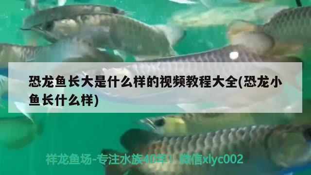 恐龍魚(yú)長(zhǎng)大是什么樣的視頻教程大全(恐龍小魚(yú)長(zhǎng)什么樣) 過(guò)濾設(shè)備