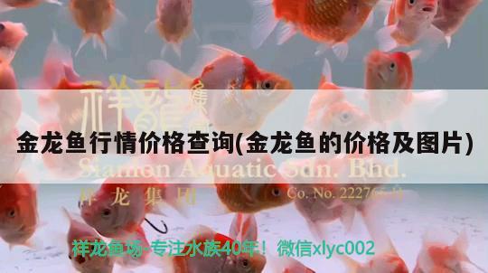 金龍魚行情價格查詢(金龍魚的價格及圖片)