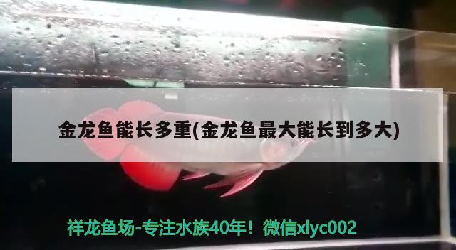 大白龍魚圖片高清，大白龍魚圖片高清壁紙 觀賞魚 第1張