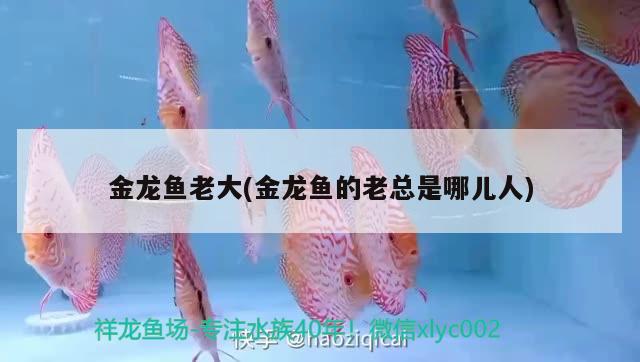 金龍魚老大(金龍魚的老總是哪兒人) 祥龍超血紅龍魚