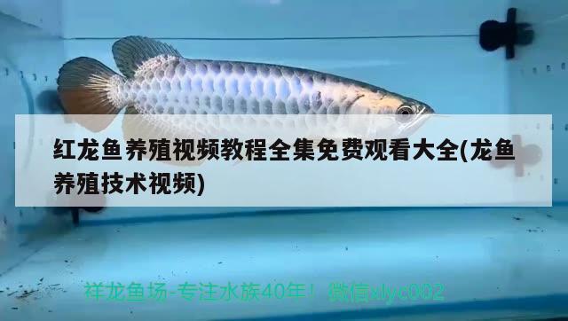 大量換水請(qǐng)勿摸仿 祥龍龍魚(yú)魚(yú)糧 第2張