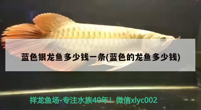 藍(lán)色銀龍魚多少錢一條(藍(lán)色的龍魚多少錢) 銀龍魚百科