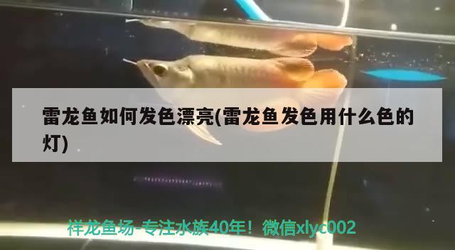 雷龍魚如何發(fā)色漂亮(雷龍魚發(fā)色用什么色的燈) 稀有金龍魚