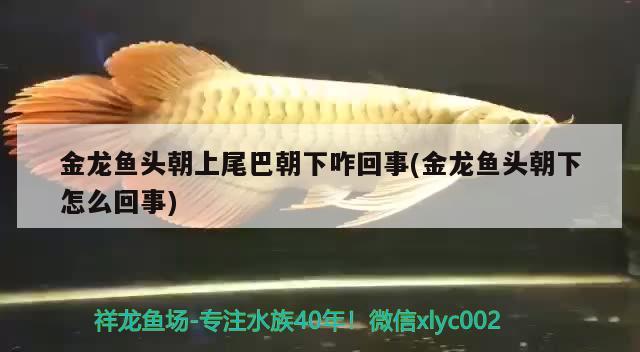 金龍魚(yú)頭朝上尾巴朝下咋回事(金龍魚(yú)頭朝下怎么回事) 白子銀版魚(yú) 第1張