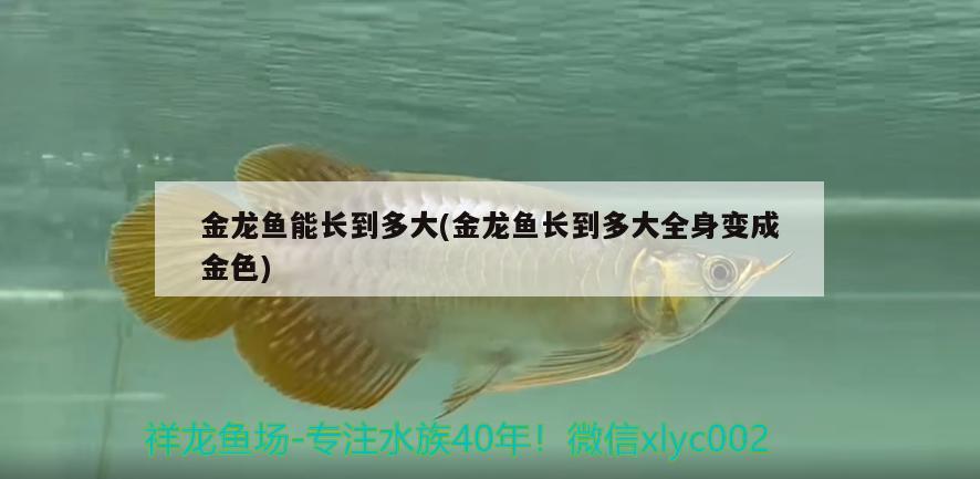 金龍魚能長到多大(金龍魚長到多大全身變成金色) 水族品牌