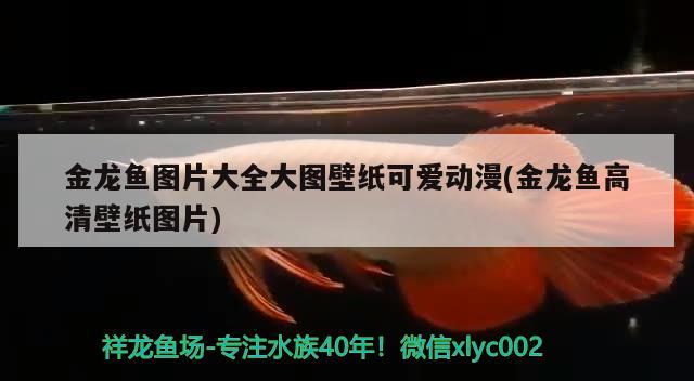 商丘定做魚缸的地方有哪些電話（繪有或雕有龍的裝飾物擺設(shè)有什么講究） 虎魚魚苗 第2張