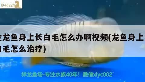 白化恐龍魚多少錢一條啊視頻(白龍魚大概多少錢)