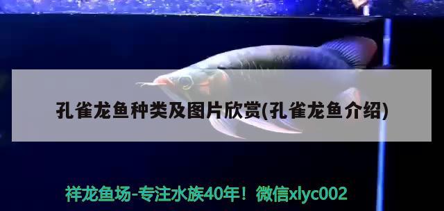 孔雀龍魚種類及圖片欣賞(孔雀龍魚介紹)