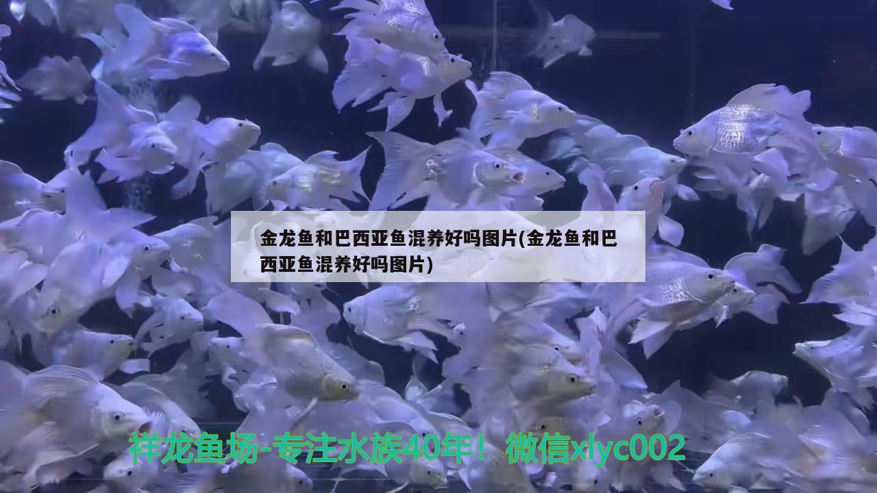 金龍魚和巴西亞魚混養(yǎng)好嗎圖片(金龍魚和巴西亞魚混養(yǎng)好嗎圖片) 巴西亞魚