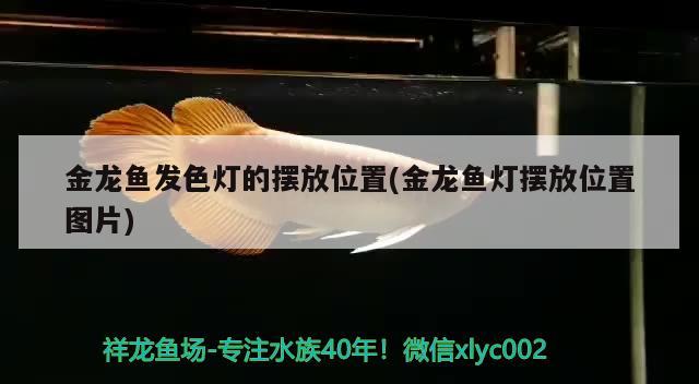 金龍魚發(fā)色燈的擺放位置(金龍魚燈擺放位置圖片) 紅頭利魚