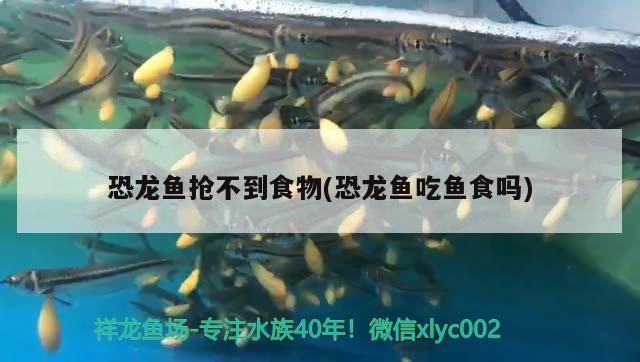 恐龍魚搶不到食物(恐龍魚吃魚食嗎)