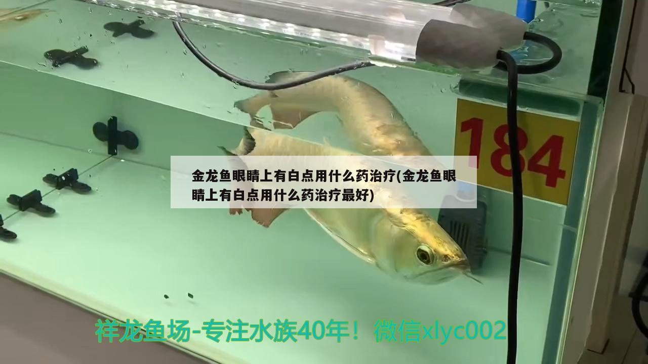 金龍魚眼睛上有白點(diǎn)用什么藥治療(金龍魚眼睛上有白點(diǎn)用什么藥治療最好) 福滿鉆魚