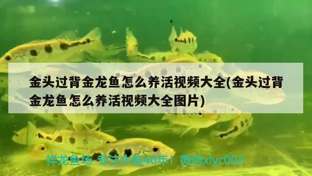 金頭過背金龍魚怎么養(yǎng)活視頻大全(金頭過背金龍魚怎么養(yǎng)活視頻大全圖片)