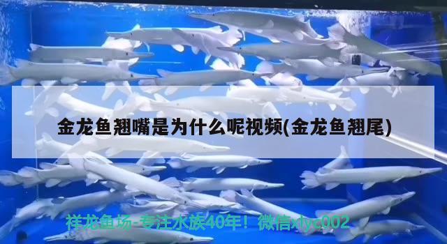 金龍魚翹嘴是為什么呢視頻(金龍魚翹尾)