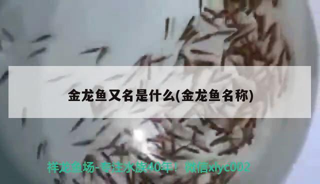 金龍魚又名是什么(金龍魚名稱)