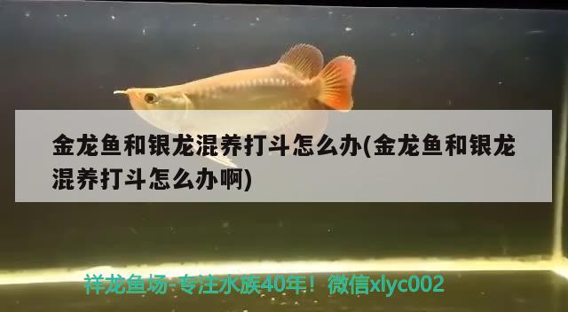 金龍魚和銀龍混養(yǎng)打斗怎么辦(金龍魚和銀龍混養(yǎng)打斗怎么辦啊) 赤焰中國虎魚