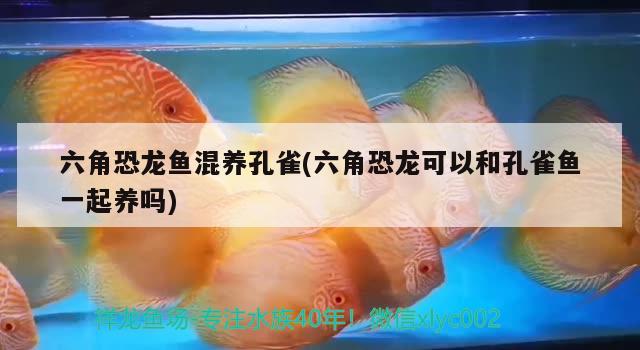 金魚缸過(guò)濾材料價(jià)格（金魚缸放3分之一水可以嗎） 玫瑰銀版魚 第1張