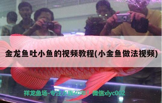 金龍魚吐小魚的視頻教程(小金魚做法視頻) 泰國(guó)虎魚