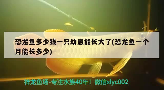 恐龍魚多少錢一只幼崽能長大了(恐龍魚一個(gè)月能長多少)