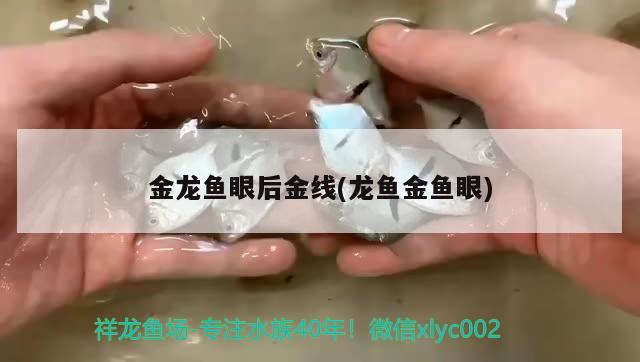 金龍魚眼后金線(龍魚金魚眼) 魚缸凈水劑