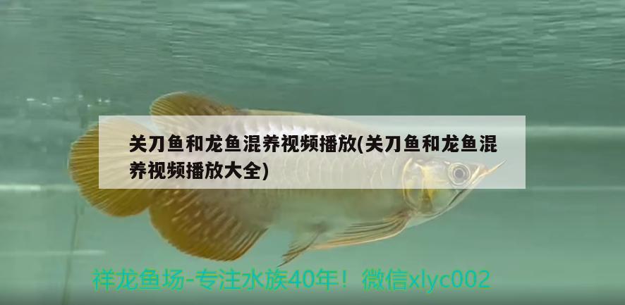 關(guān)刀魚和龍魚混養(yǎng)視頻播放(關(guān)刀魚和龍魚混養(yǎng)視頻播放大全) 元寶鳳凰魚 第1張