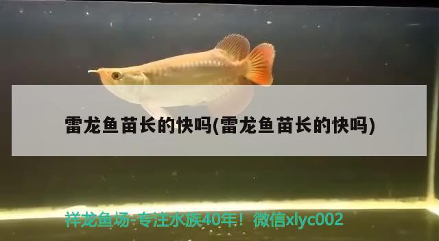 雷龍魚苗長的快嗎(雷龍魚苗長的快嗎)