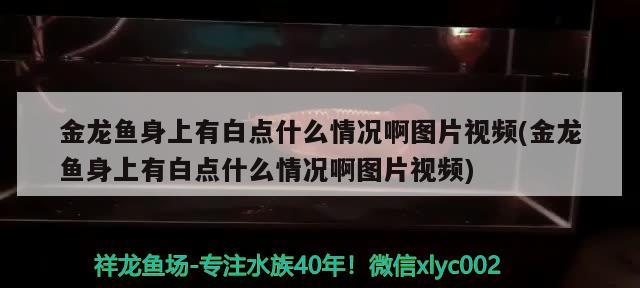 金龍魚身上有白點什么情況啊圖片視頻(金龍魚身上有白點什么情況啊圖片視頻)