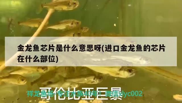 金龍魚芯片是什么意思呀(進(jìn)口金龍魚的芯片在什么部位) 白子關(guān)刀魚苗