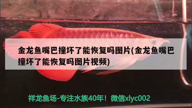 魚缸氧氣泵多少錢一個?。ㄑ鯕獗枚嗌賶K錢一個） 充氧泵 第2張