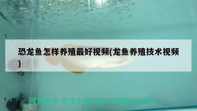 恐龍魚怎樣養(yǎng)殖最好視頻(龍魚養(yǎng)殖技術(shù)視頻) 三間鼠魚苗