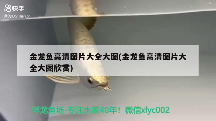 金龍魚高清圖片大全大圖(金龍魚高清圖片大全大圖欣賞) 沖氧泵