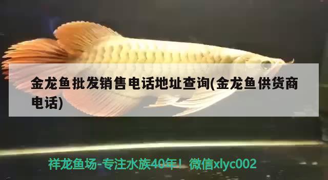 金龍魚批發(fā)銷售電話地址查詢(金龍魚供貨商電話) 龍魚批發(fā)