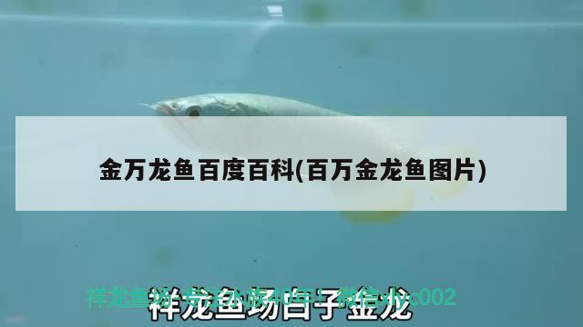 金萬龍魚百度百科(百萬金龍魚圖片) 高背金龍魚 第2張