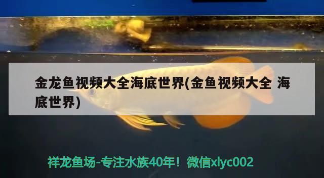 金龍魚視頻大全海底世界(金魚視頻大全海底世界)