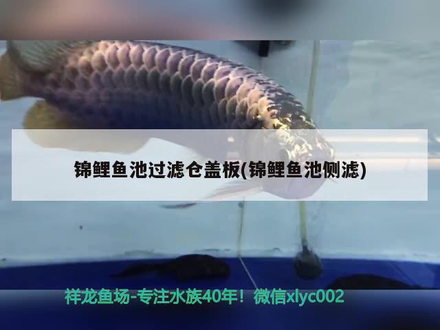 飼料企業(yè)納稅（飼料企業(yè)納稅排名） 觀賞魚(yú)飼料 第1張