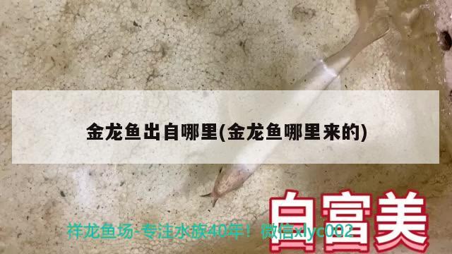 金龍魚出自哪里(金龍魚哪里來(lái)的) ?；?異型虎魚/純色虎魚